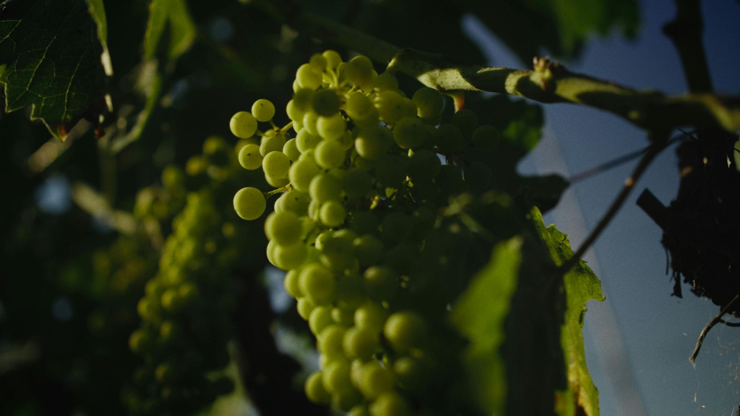Cluster of unripe green grapes backlit on the vine at golden hour