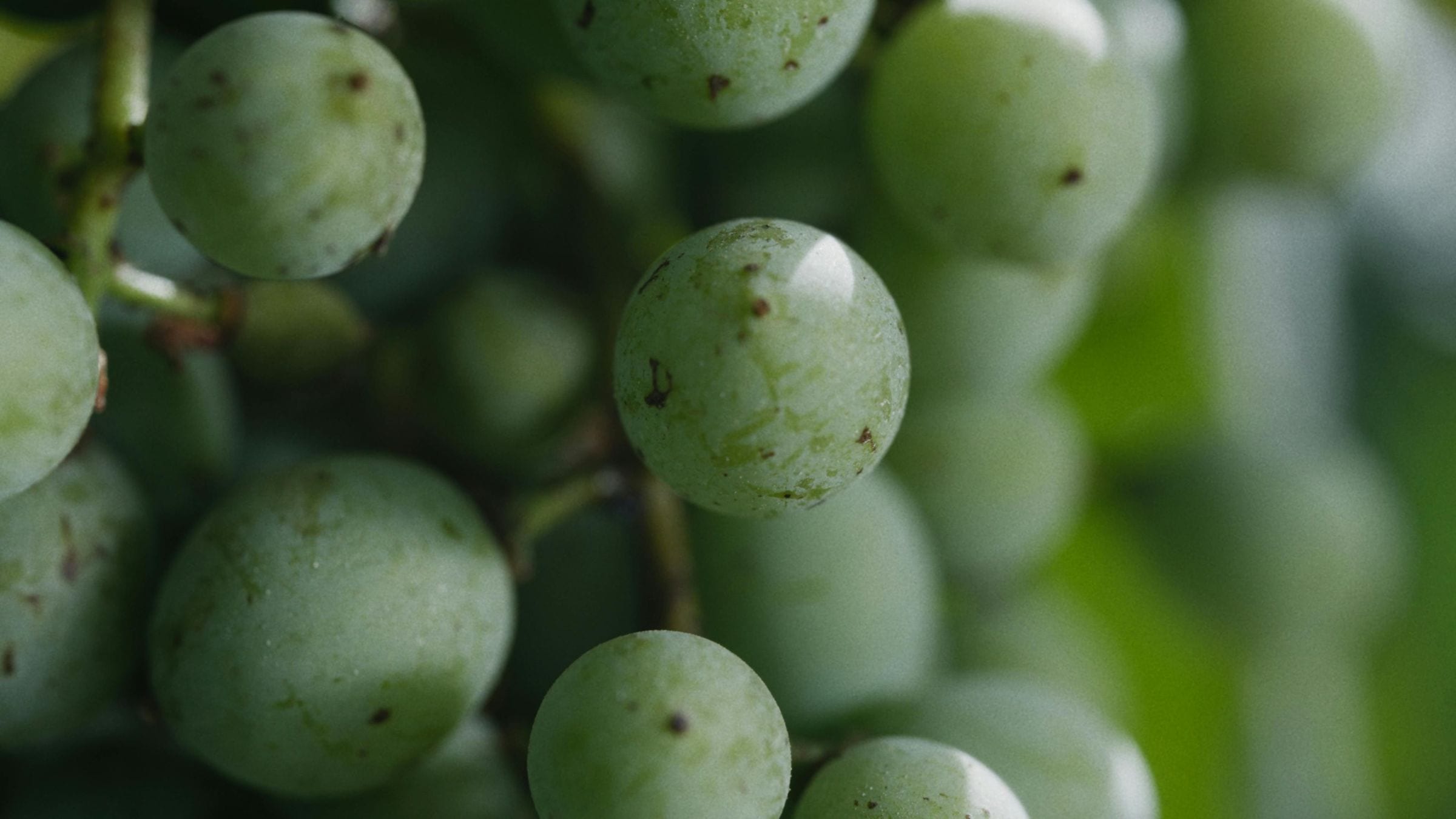 Macro close-up of a green grape cluster ripening on the vine