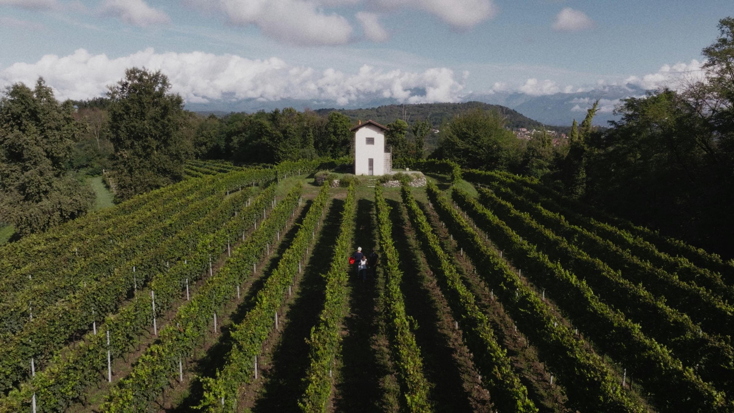 Aerial of a hillside vineyard with a white cottage and distant Alps
