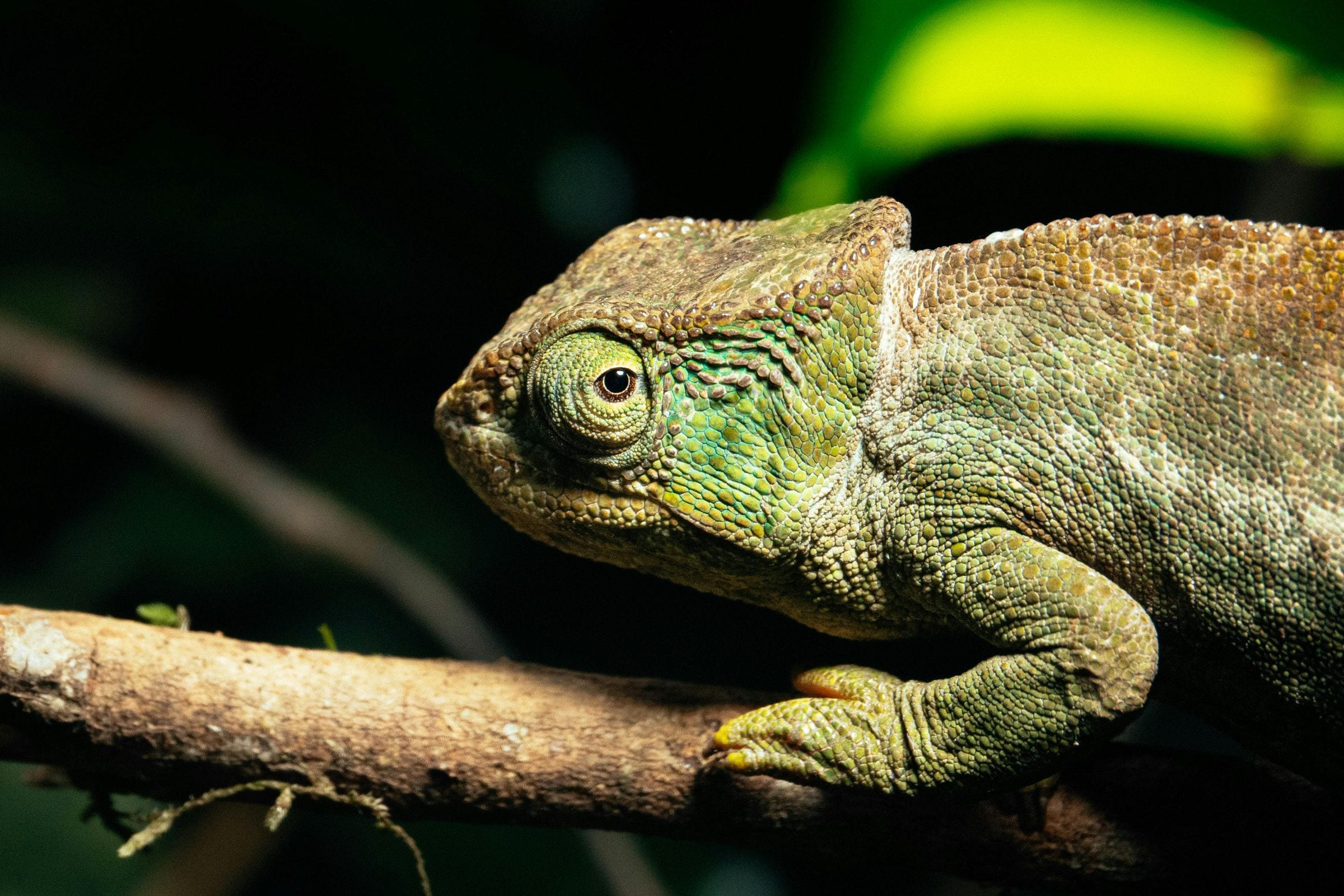Green-and-brown Madagascar chameleon gripping a branch against a dark background
