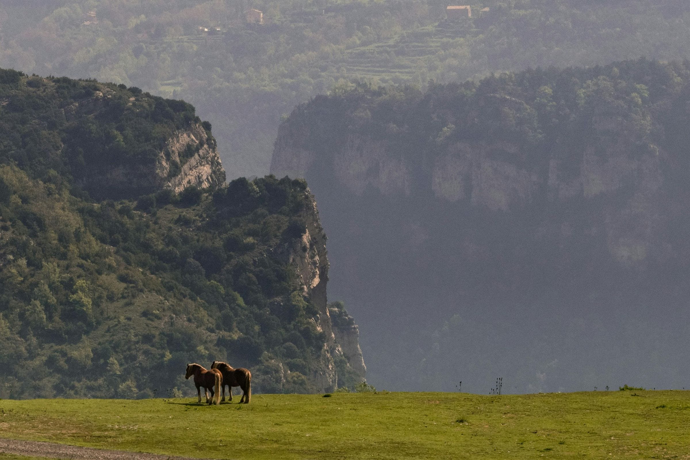 Two brown horses graze on a green plateau before hazy limestone cliffs