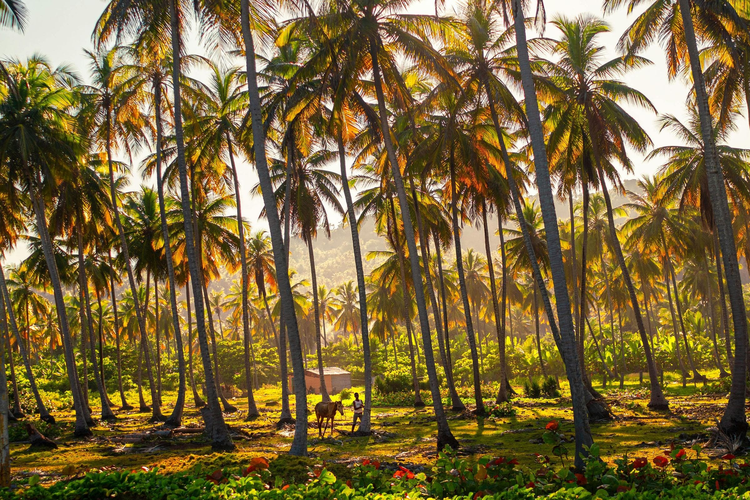 Man leading a horse through a sunlit coconut palm grove at dawn