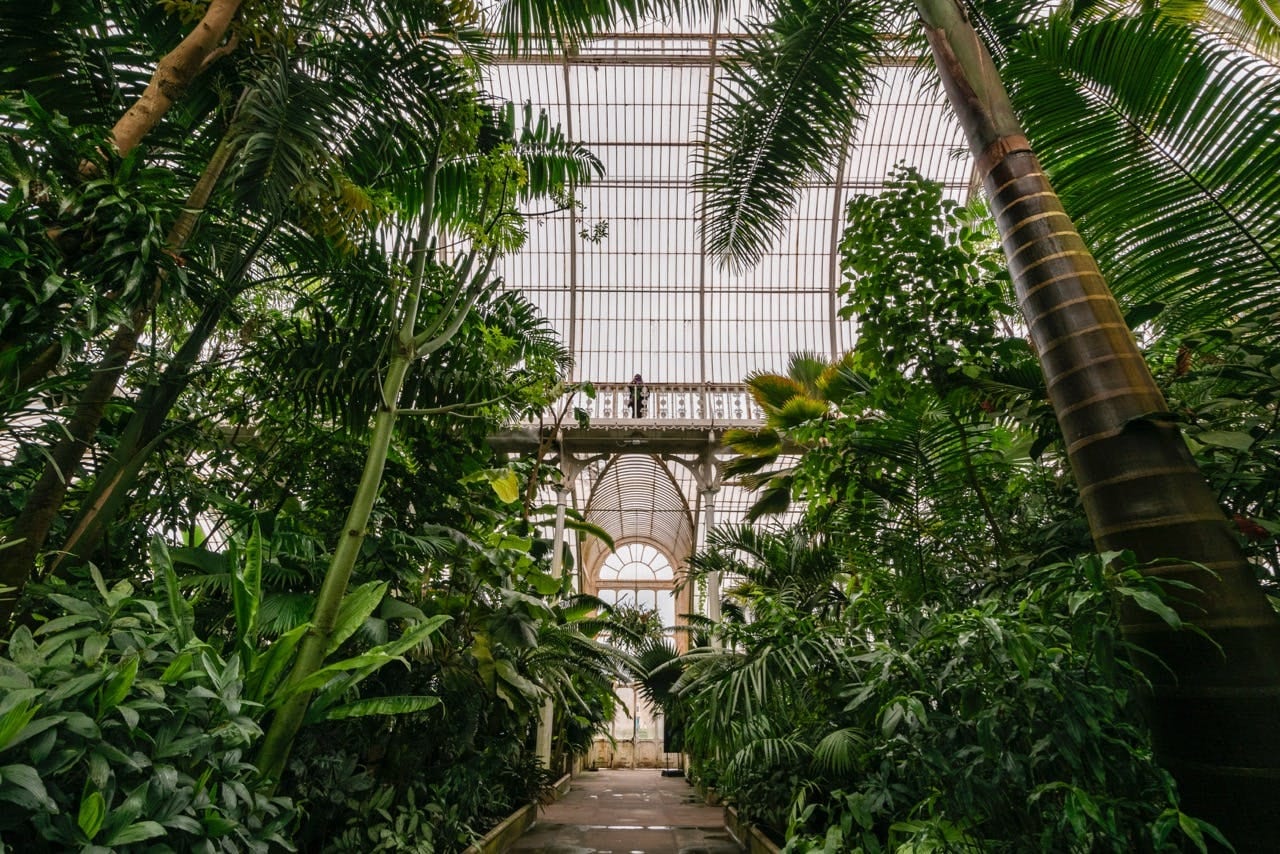 Lush tropical planting inside the Palm House glasshouse at Kew Gardens