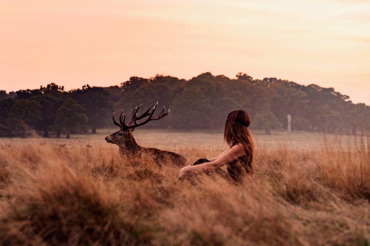Woman sitting in tall grass beside a red deer stag at sunset in Richmond Park