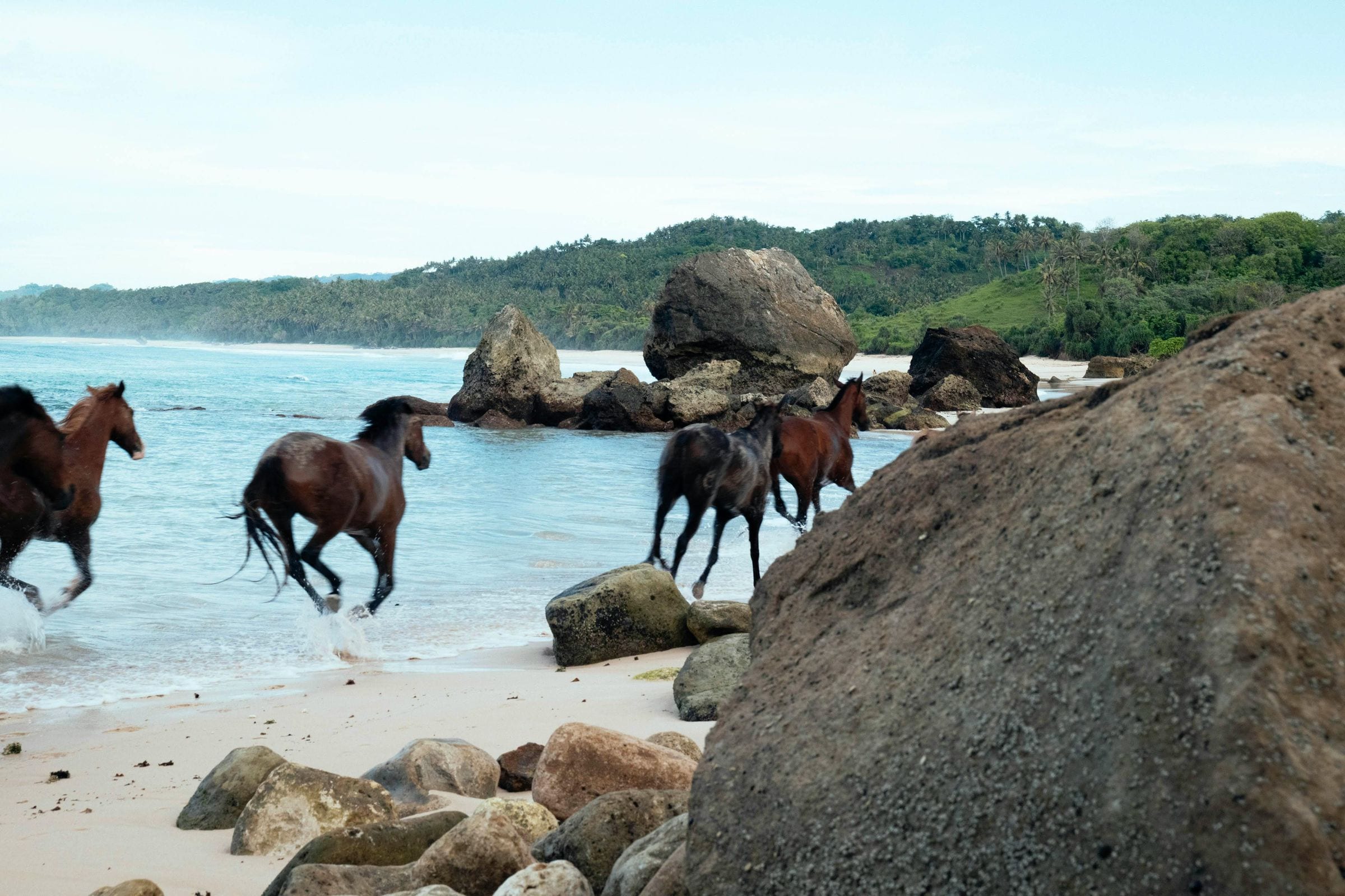Wild horses galloping through the shallows past volcanic boulders on the shore