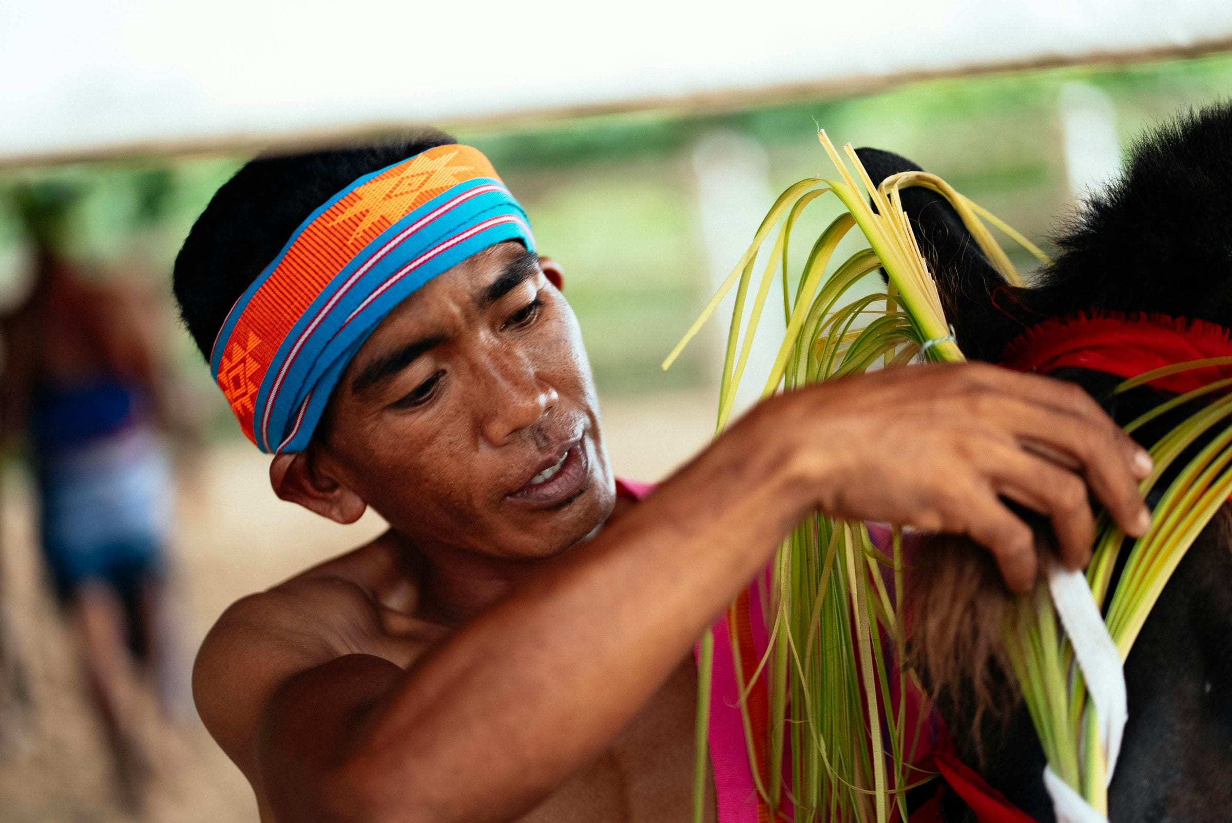 Sumbanese man in a woven headband adorning a horse's mane with pale palm fronds