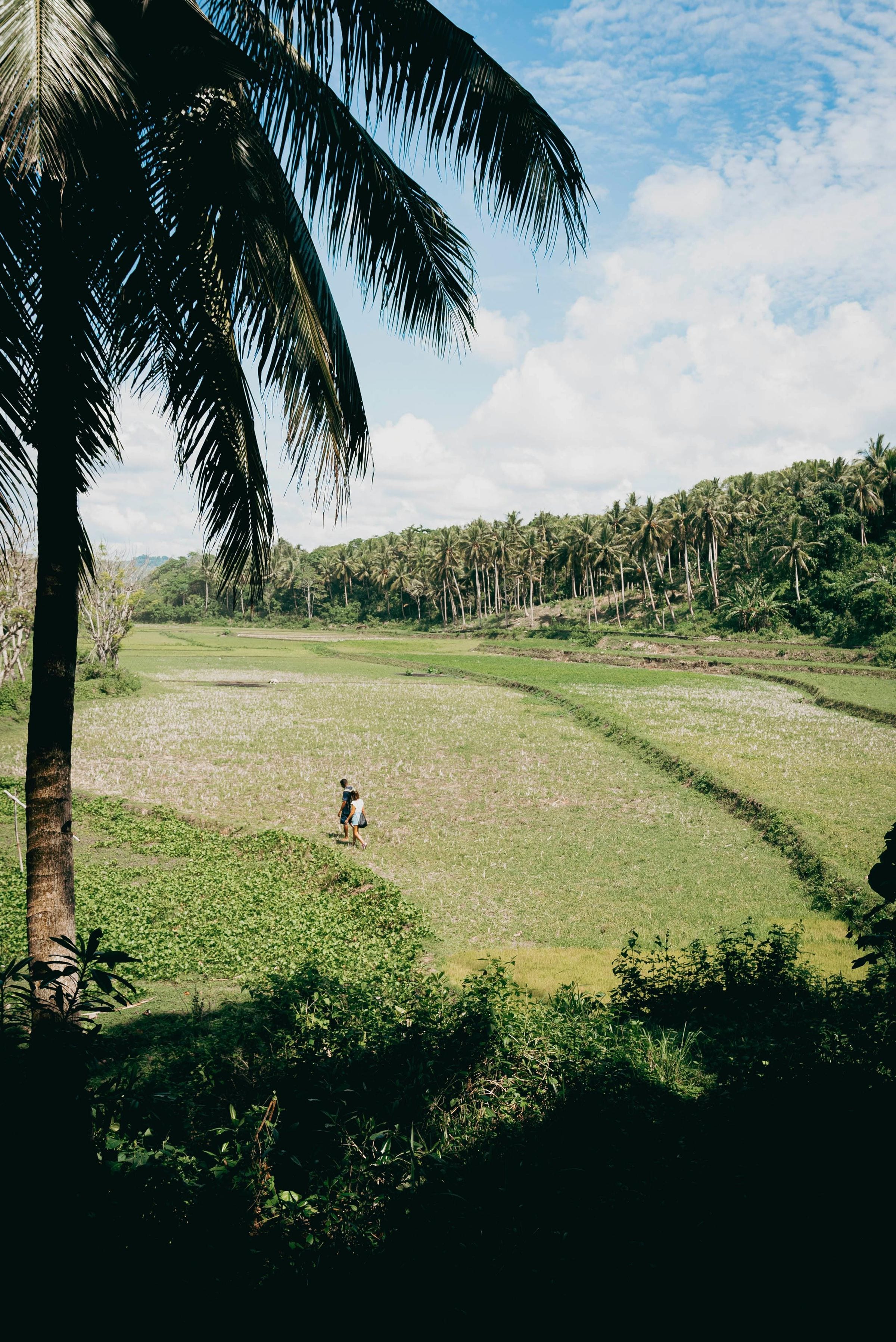 Two people walking sunlit rice paddies framed by a leaning coconut palm